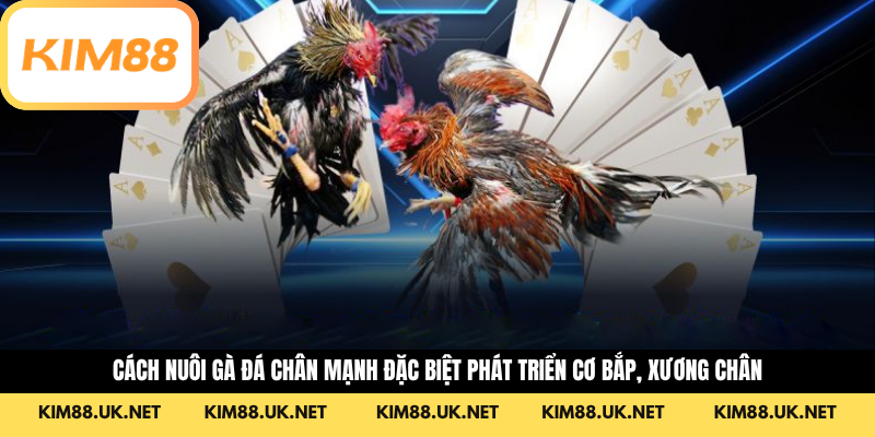 Cách nuôi gà đá chân mạnh đặc biệt phát triển cơ bắp, xương chân