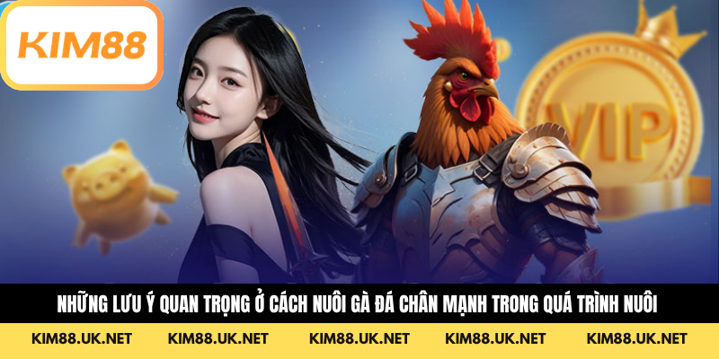 Những lưu ý quan trọng ở cách nuôi gà đá chân mạnh trong quá trình nuôi