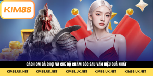 Cách Om Gà Chọi Và Chế Độ Chăm Sóc Sau Vần Hiệu Quả Nhất