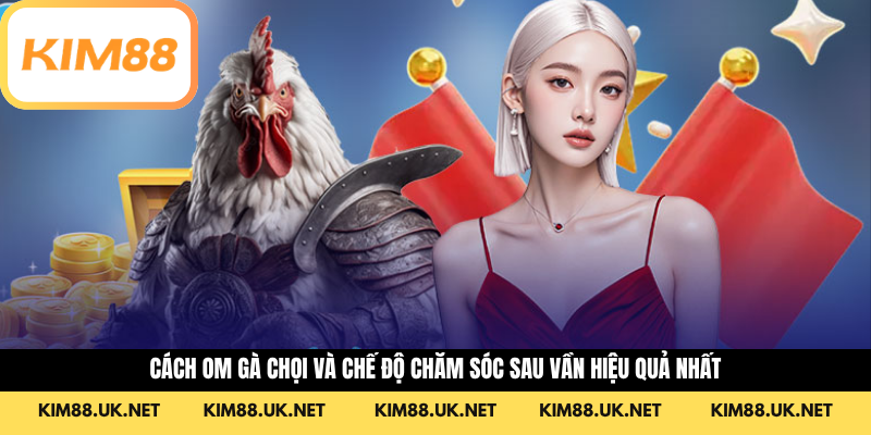 Cách Om Gà Chọi Và Chế Độ Chăm Sóc Sau Vần Hiệu Quả Nhất