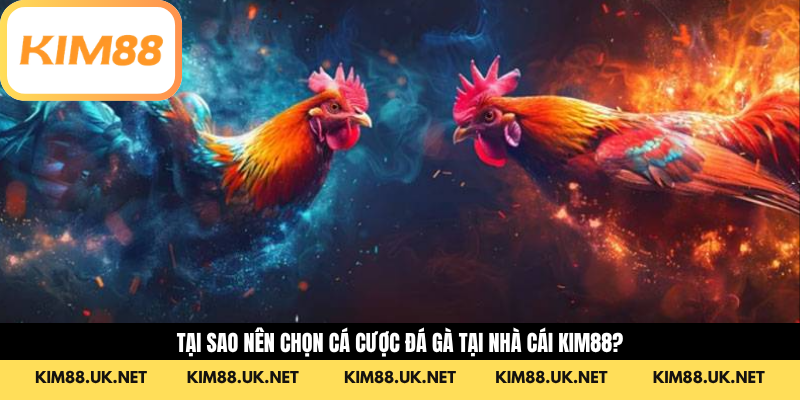 Tại sao nên chọn cá cược đá gà tại nhà cái Kim88?