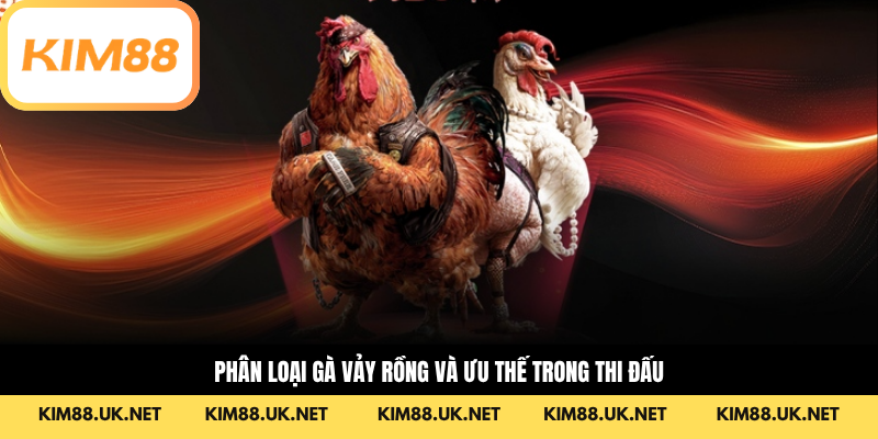 Phân loại gà vảy rồng và ưu thế trong thi đấu