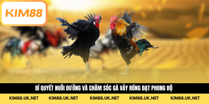 Bí quyết nuôi dưỡng và chăm sóc gà vảy rồng đạt phong độ 