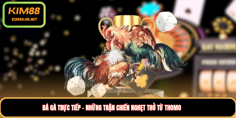 Đá gà trực tiếp – Những trận chiến nghẹt thở từ Thomo